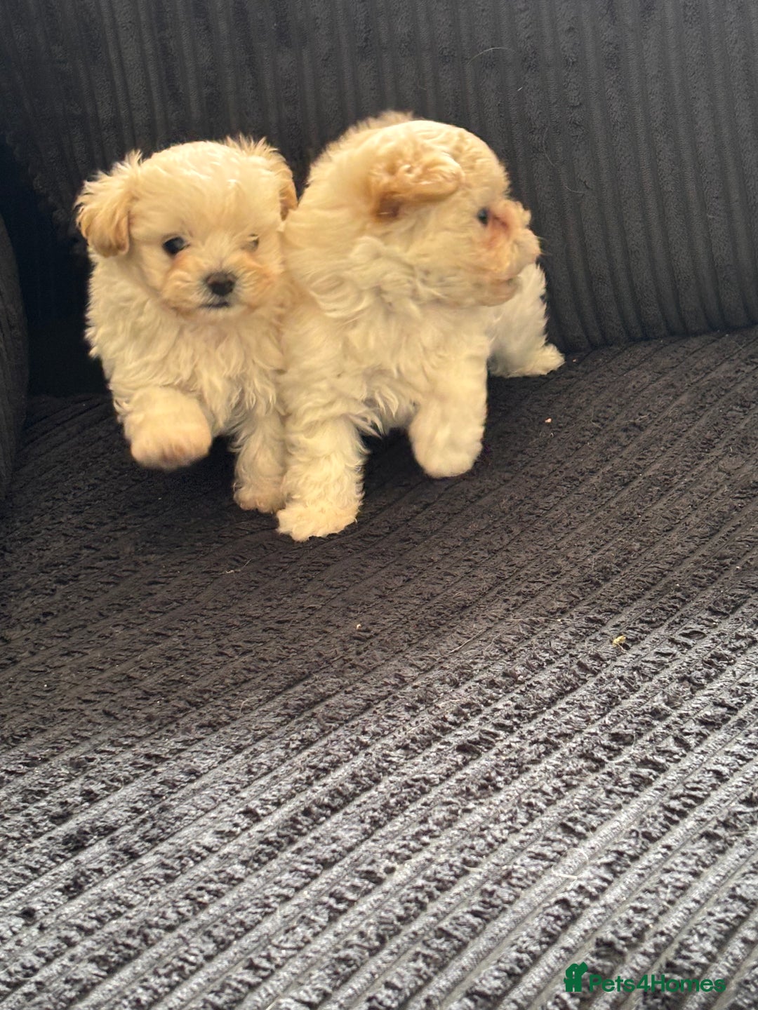 Maltipoo dogs for sale: Adorable Micro Maltipoo f1s  - Image 12