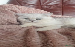 British Shorthair cats for sale: Lapcat GCCF Silver British Shorthair Kitten. in Lancaster - Image 4