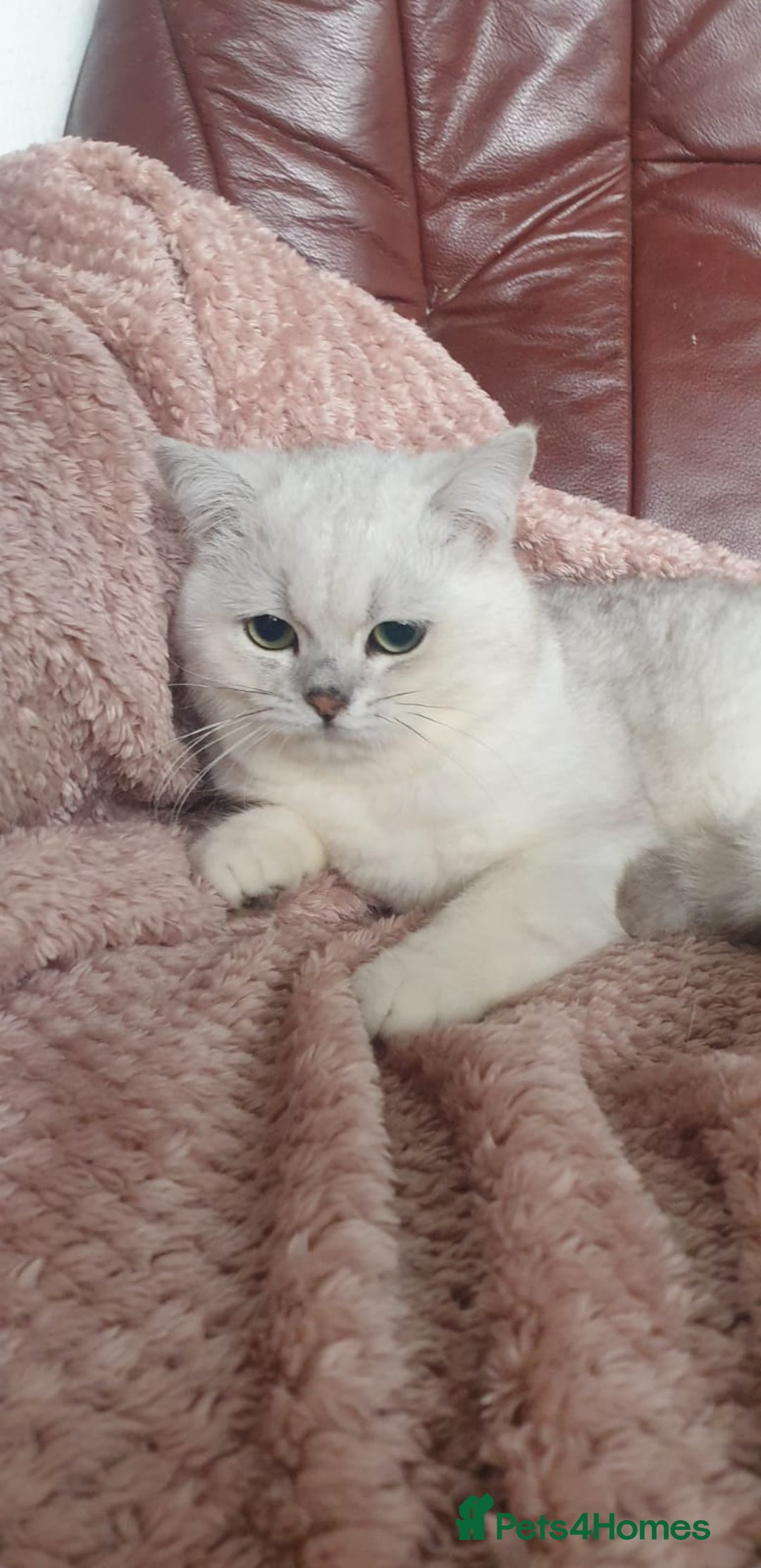 British Shorthair cats for sale: Lapcat GCCF Silver British Shorthair Kitten. in Lancaster - Image 4