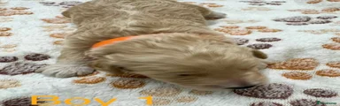 Cockapoo 1