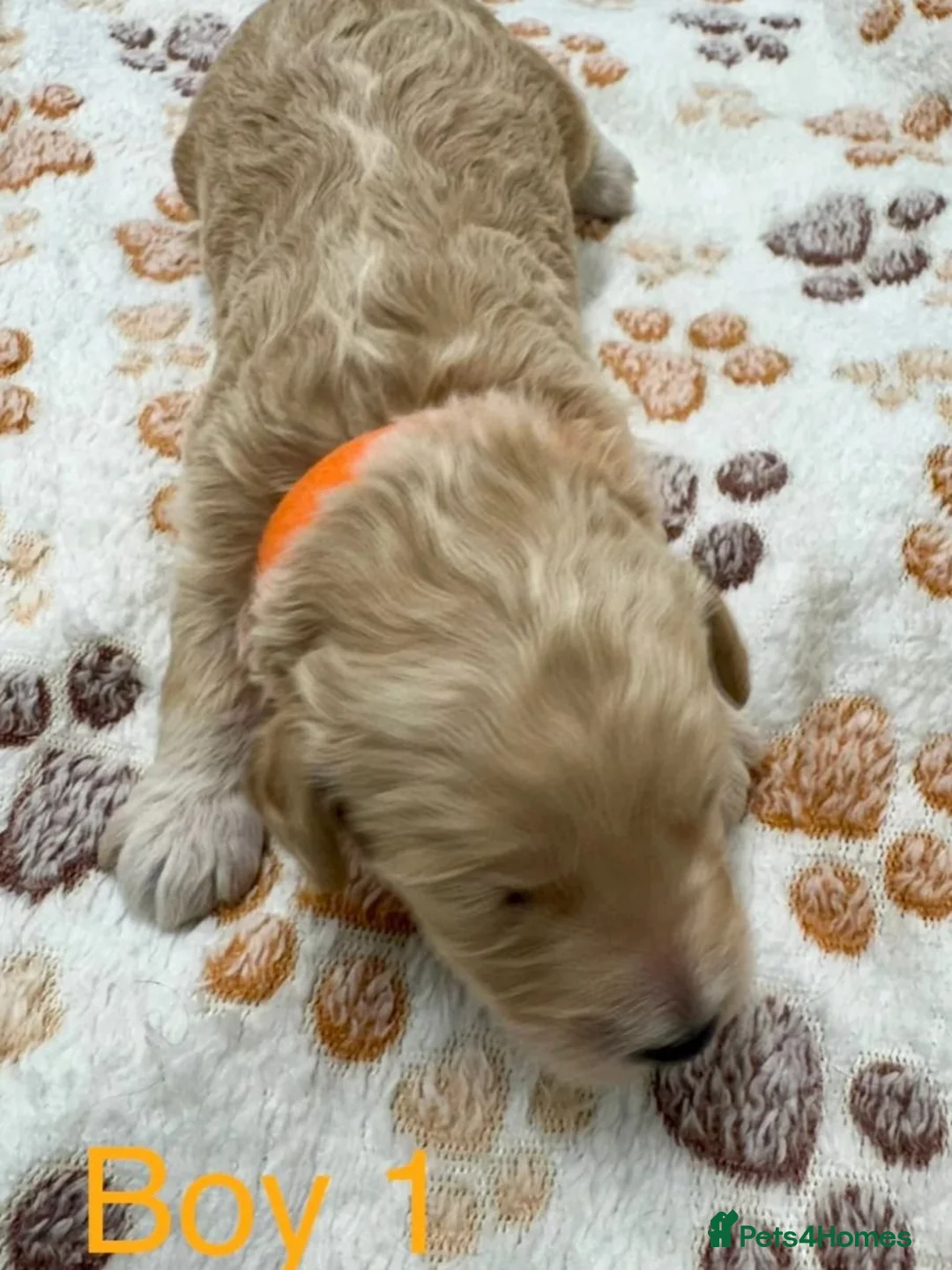 Cockapoo dogs for sale: Stunning Cockapoo Puppies for Sale - 2boys 3 girls in Ramsgate - Advert 6