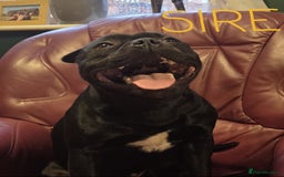 Staffordshire Bull Terrier dogs for sale: KC Registered Champions Bloodline Show Quality  - Image 15