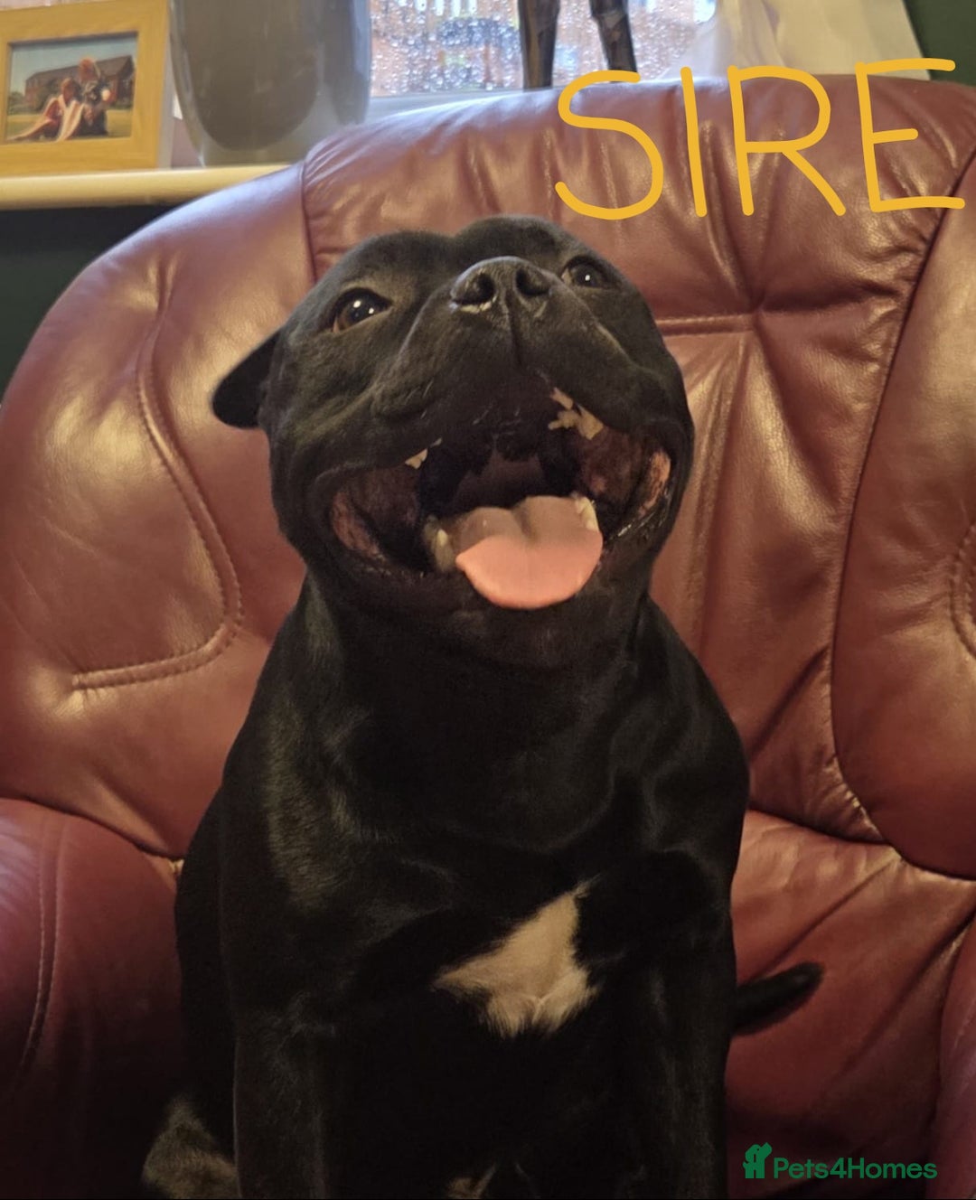 Staffordshire Bull Terrier dogs for sale: KC Registered Champions Bloodline Show Quality  - Image 15