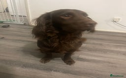 Cocker Spaniel dogs for sale: 14 month old spaniel  - Image 1