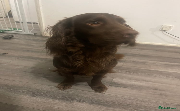 Cocker Spaniel dogs - Advert 2