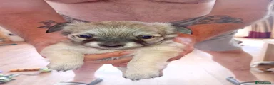 Chihuahua 1
