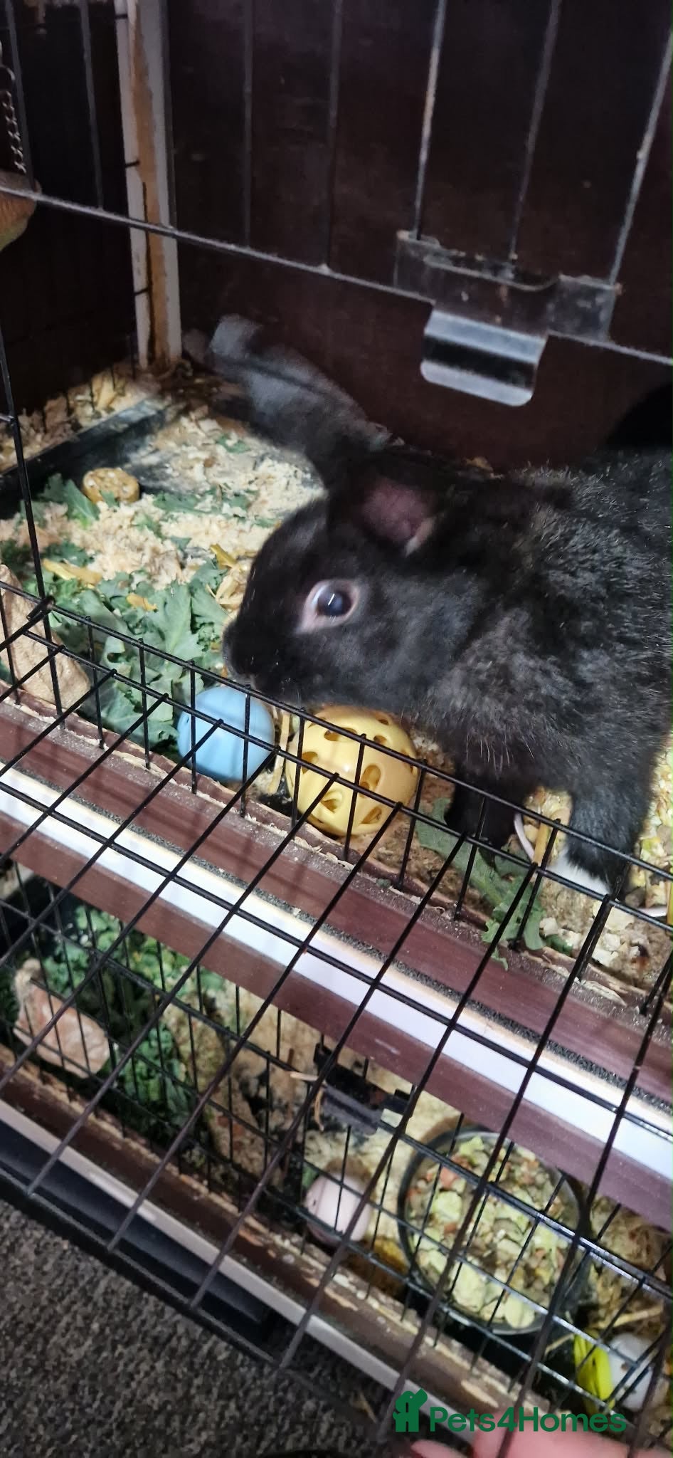 Mini Lion Lop rabbits Mini Lop Ear Cross Lionhead - URGENT HOME NEEDED - Advert 1