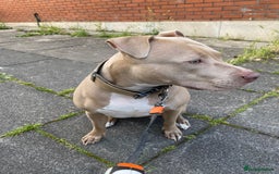 American Bully dogs for sale: Dog sale - Image 6