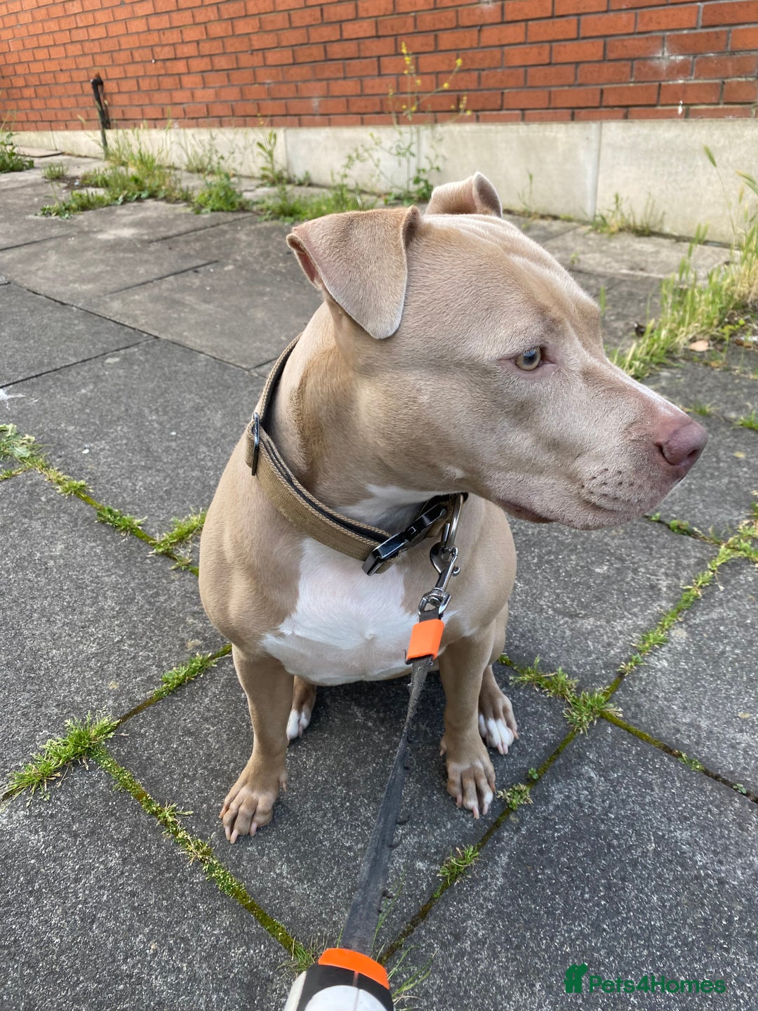 American Bully dogs for sale: Dog sale - Image 6