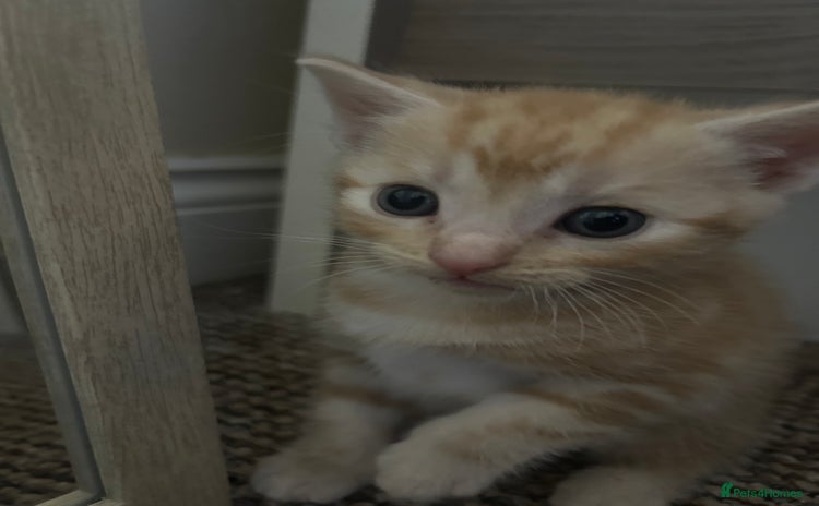British Shorthair cats - Advert 7