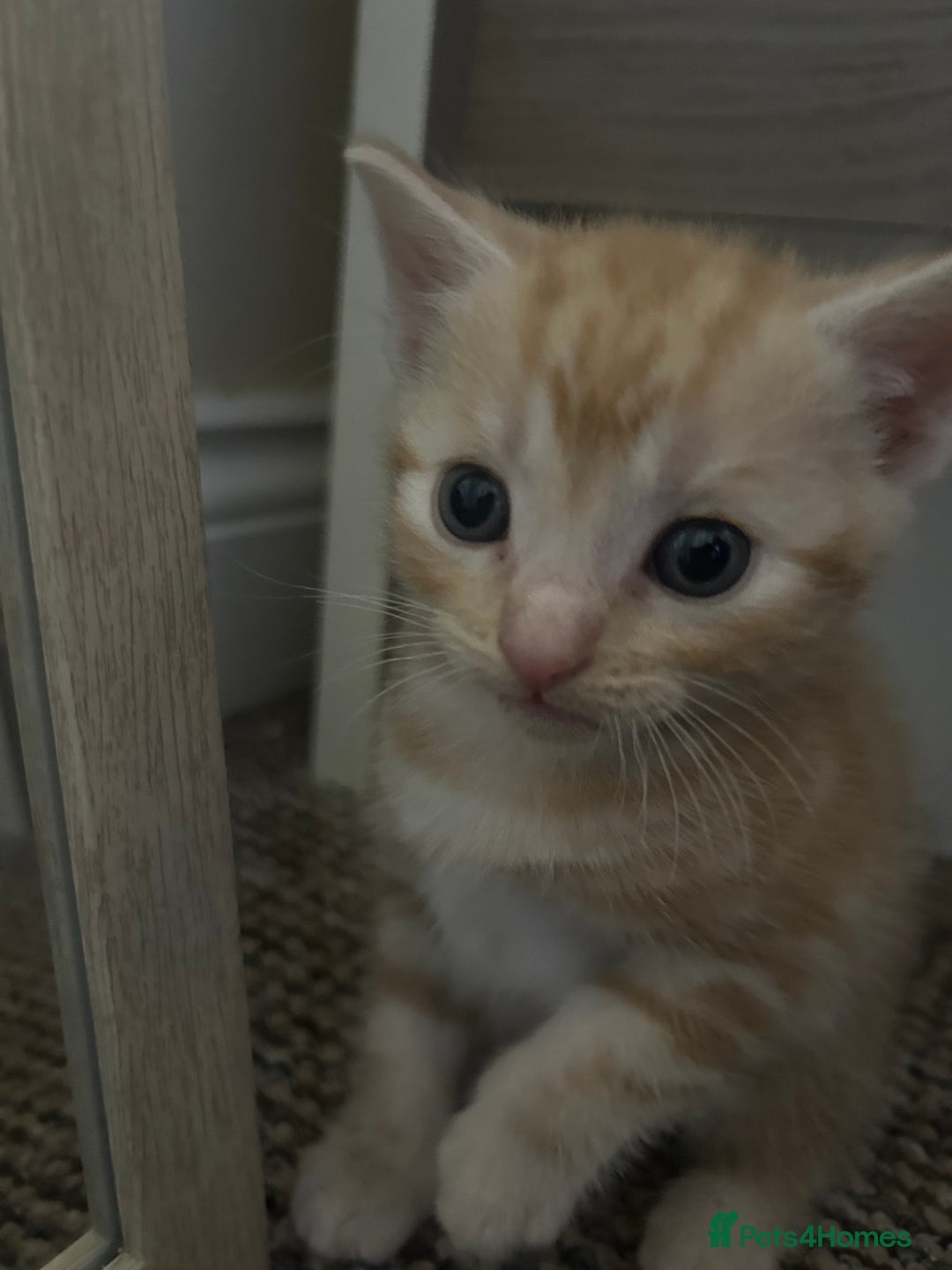 British Shorthair cats for sale: Kittens  - Image 1