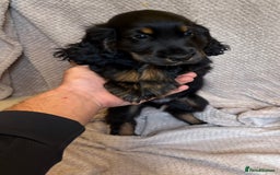 Cocker Spaniel dogs for sale: Show type cocker spaniels puppies  - Image 4