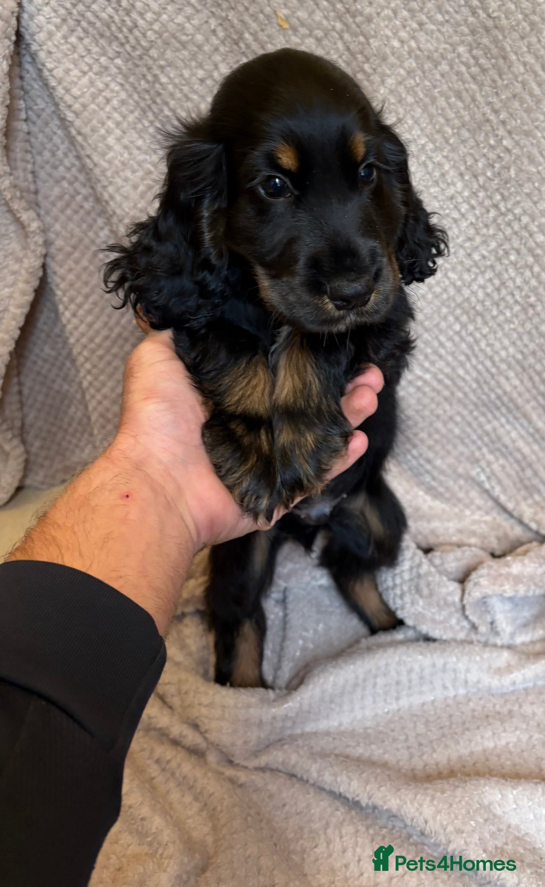 Cocker Spaniel dogs for sale: Show type cocker spaniels puppies  - Image 4