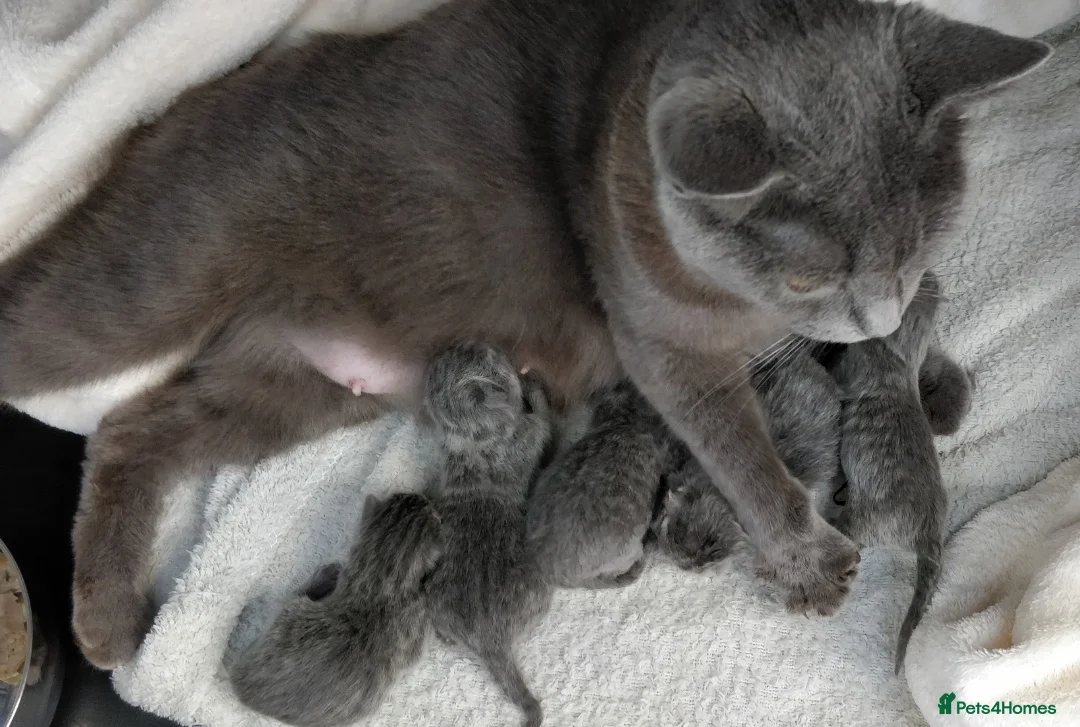 Russian Blue cats for sale: ABSOLUTELY BEAUTIFUL RUSSIAN BLUE KITTENS 8 WEEKS  - Advert 5