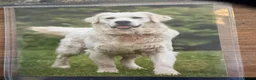Golden Retriever dogs for sale: Golden Retriever Pups - Gorgeous  - Advert 20