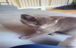 British Shorthair cats for sale: Male BritishShort Hair  - Image 3