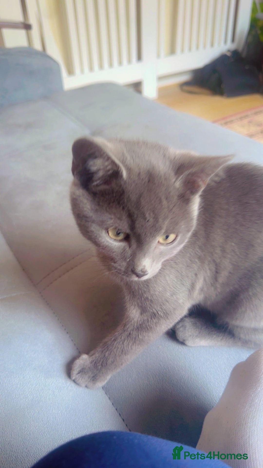 British Shorthair cats for sale: Male BritishShort Hair  - Image 3