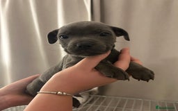 Staffordshire Bull Terrier dogs for sale: Stunning pure blue staffies - Image 9