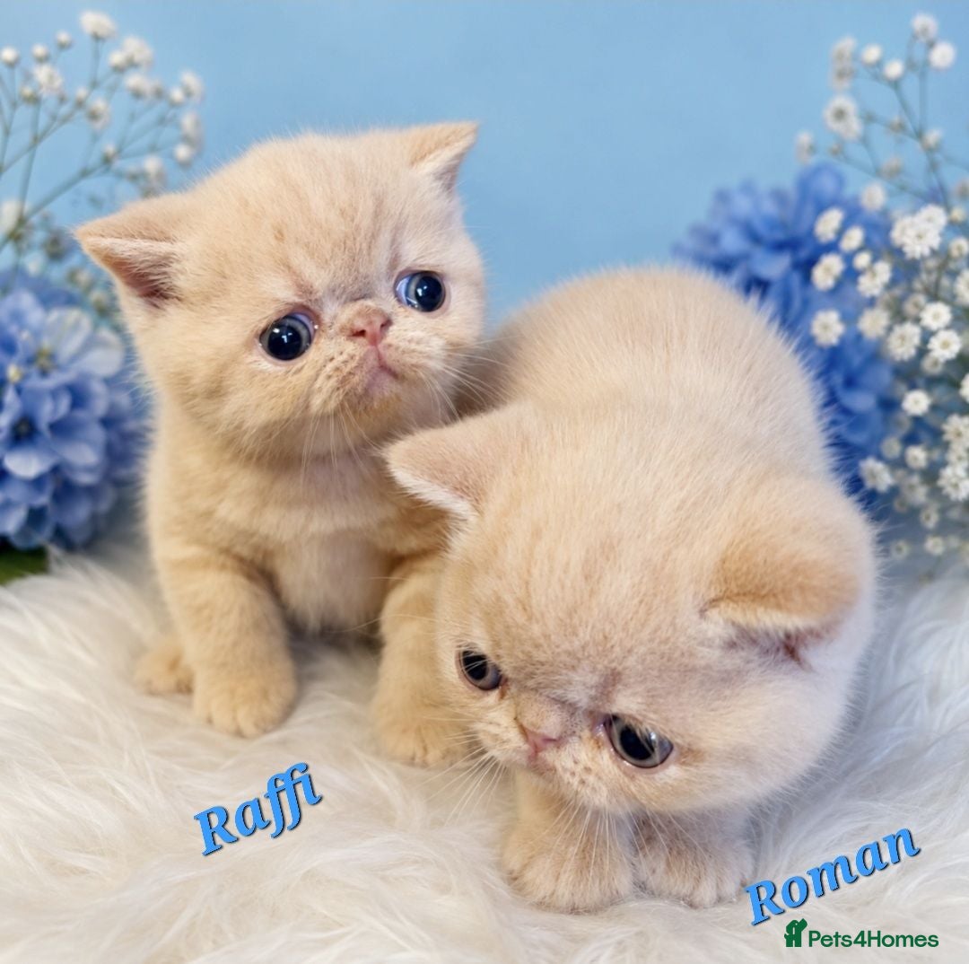 Exotic cats Chunky gorgeous Gccf registered boys  - Advert 1
