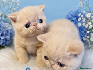 Exotic cats Chunky gorgeous Gccf registered boys - Advert 3