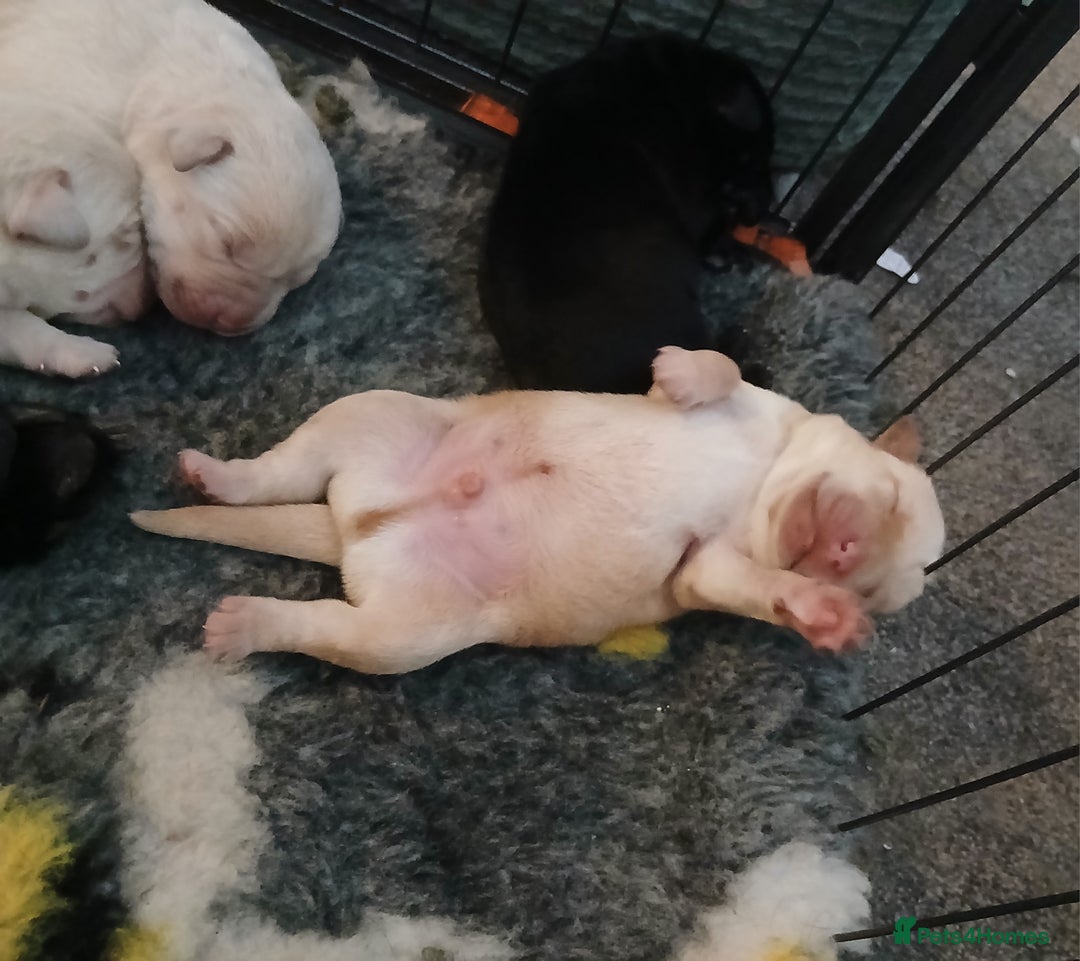 Labrador Retriever dogs for sale: 5 beautiful labrador puppies - Image 12