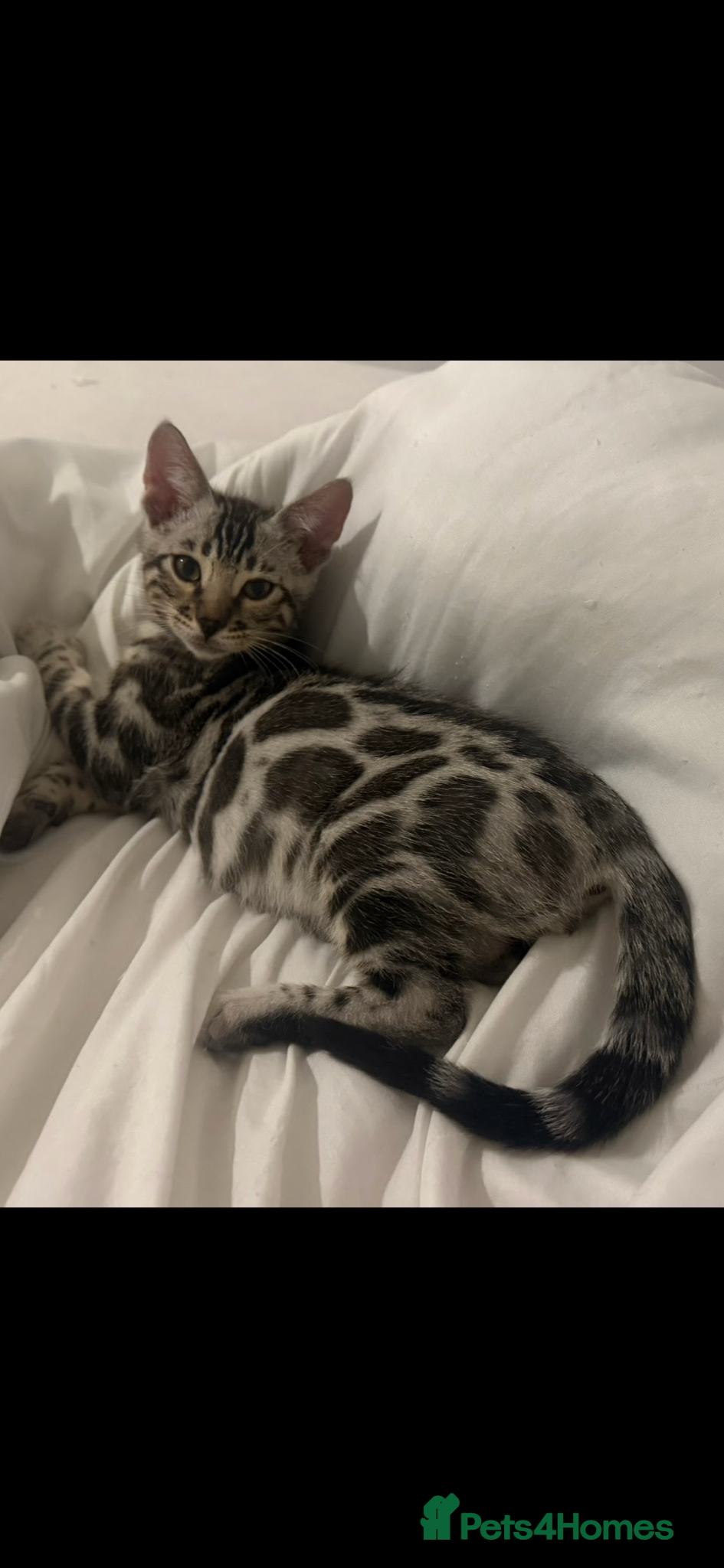 Bengal cats BENGAL 🔥 KITTENS TICA REGISTERED  - Advert 4