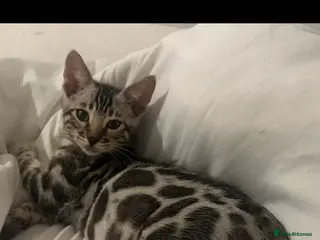 Bengal cats BENGAL 🔥 KITTENS TICA REGISTERED - Advert 4