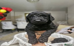Standard Poodle dogs for sale: Stunning 5* Standard chunky poodle puppies 🐶  - Image 21