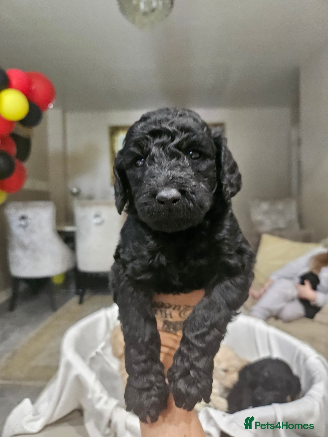 Standard Poodle dogs for sale: Stunning 5* Standard chunky poodle puppies 🐶  - Image 21