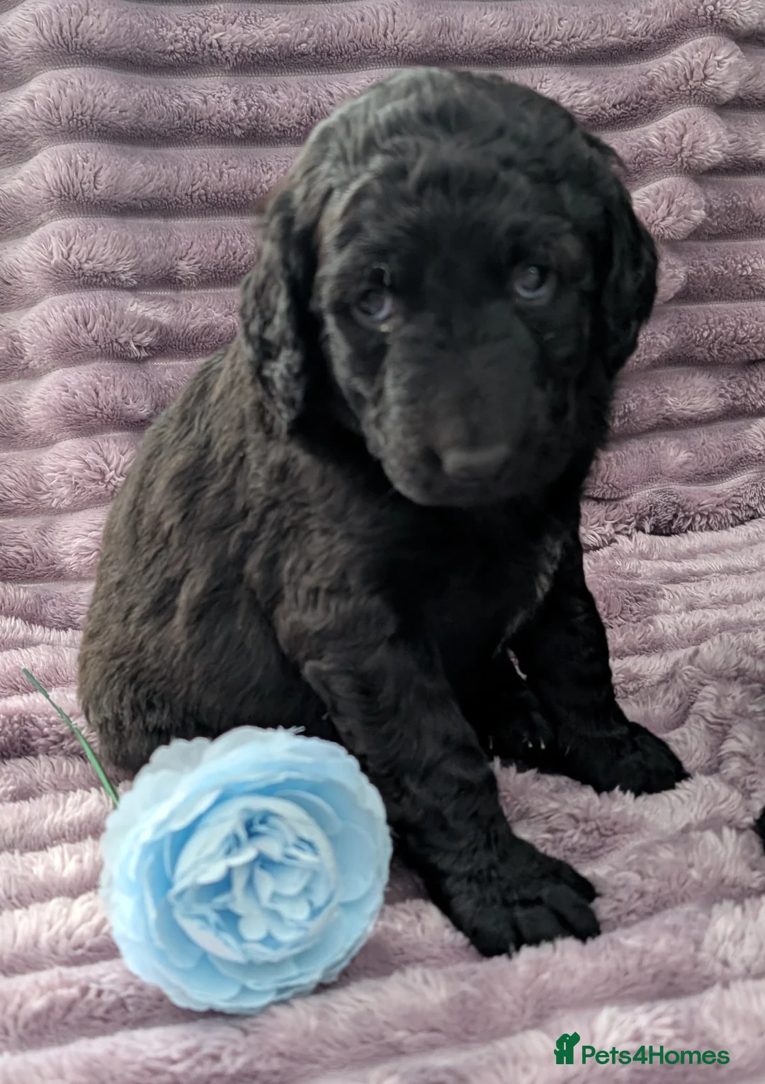 Labradoodle dogs for sale: 🐾 Labradoodle Puppies 🐾 - Advert 25