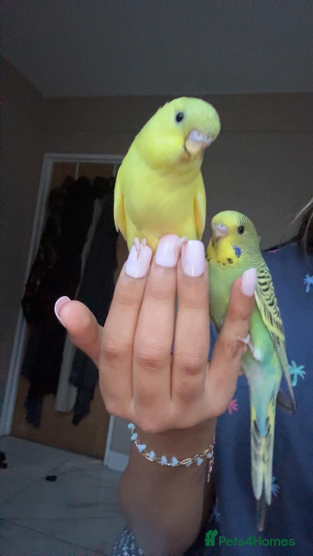 Budgerigars birds for sale: 2 female budgies   in Luton - Advert 2