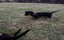 Dachshund dogs for sale: Teckels puppies - Image 1