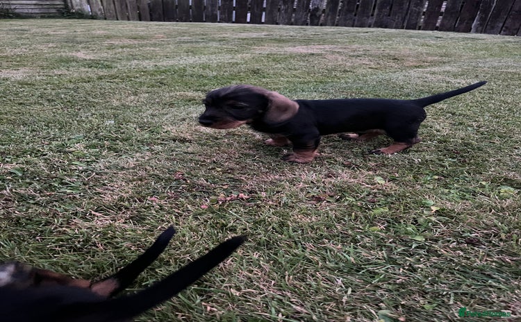 Dachshund dogs - Advert 2