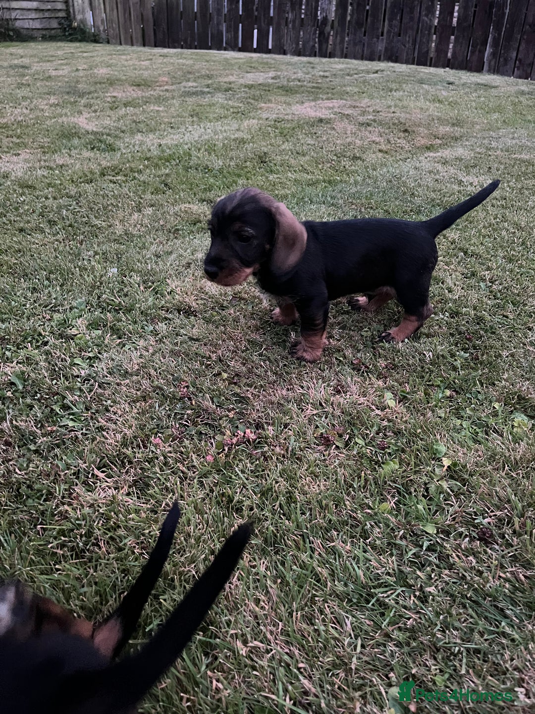 Dachshund dogs for sale: Teckels puppies - Image 1