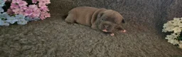 Staffordshire Bull Terrier dogs for sale: BEST OF THE BEST RARE STAFFORDSHIRE BULL TERRIERS - Advert 9