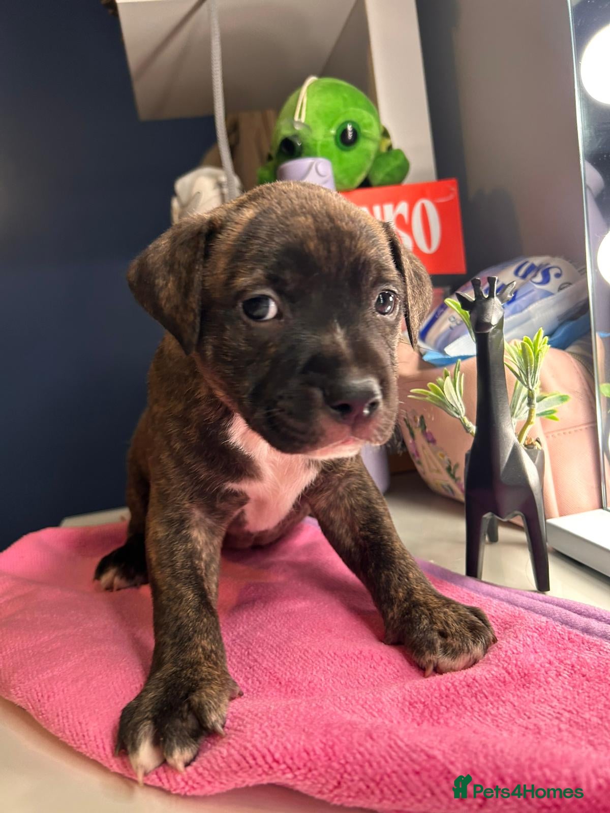 Staffordshire Bull Terrier dogs  brindle and red Staffordshire bull terriers - Advert 14