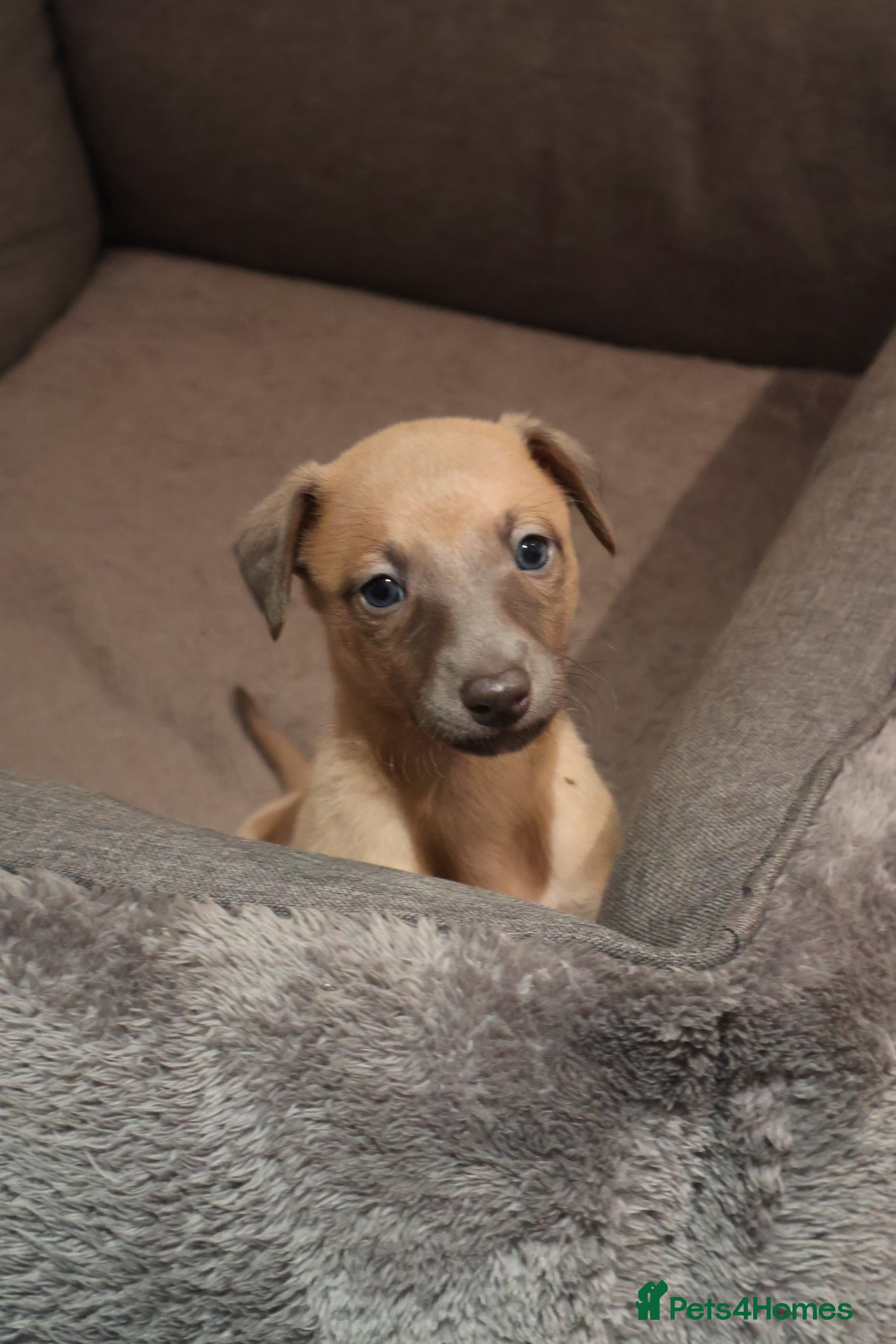 Whippet dogs KC registered Whippet Puppies from Champion Line - Advert 4