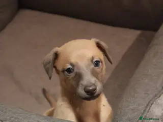 Whippet dogs KC registered Whippet Puppies from Champion Line - Advert 4