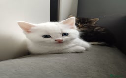 Mixed Breed cats for sale: Kittens  - Image 4