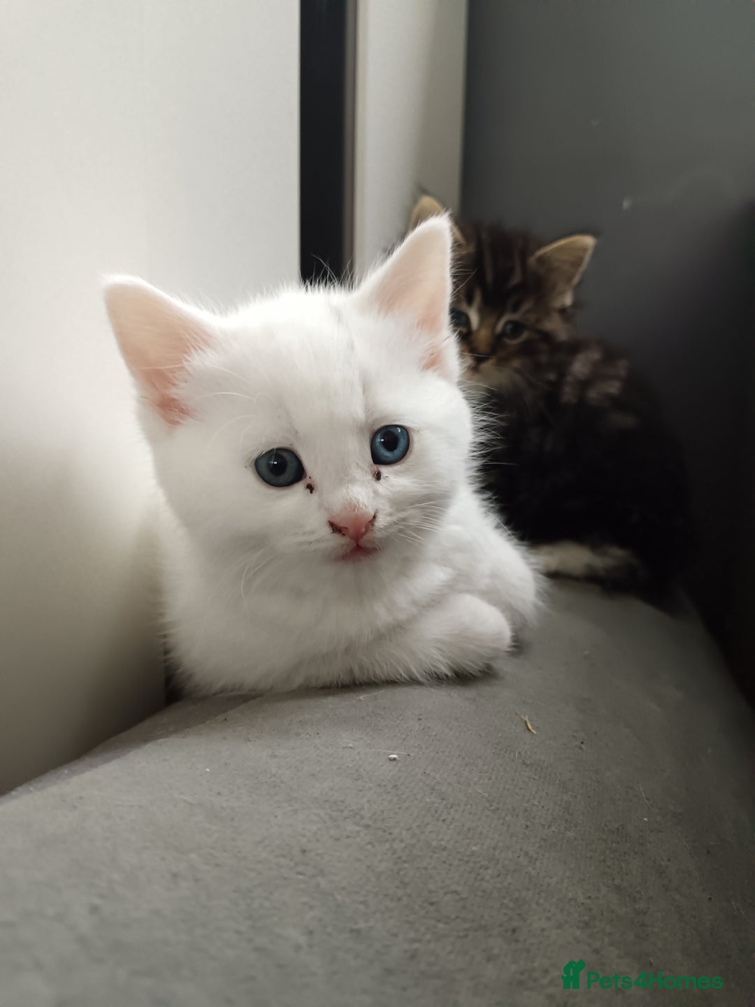 Mixed Breed cats for sale: Kittens  - Image 4