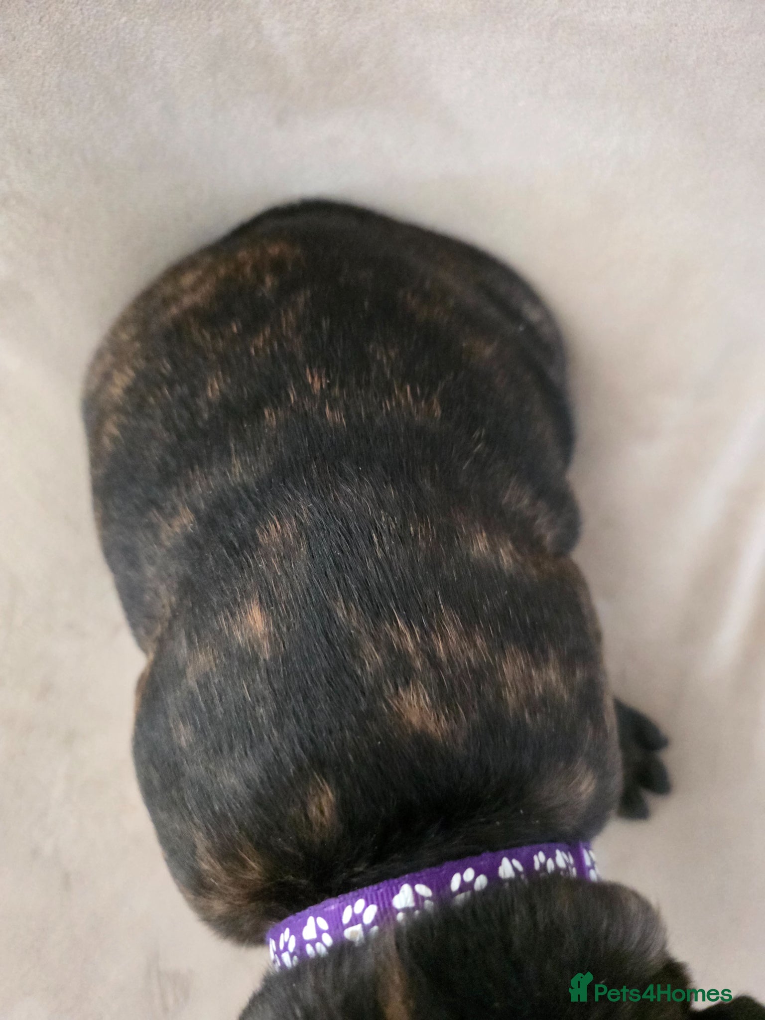 French Bulldog dogs for sale: 🐶 Puppies Ready for Their Forever Homes  - Advert 7