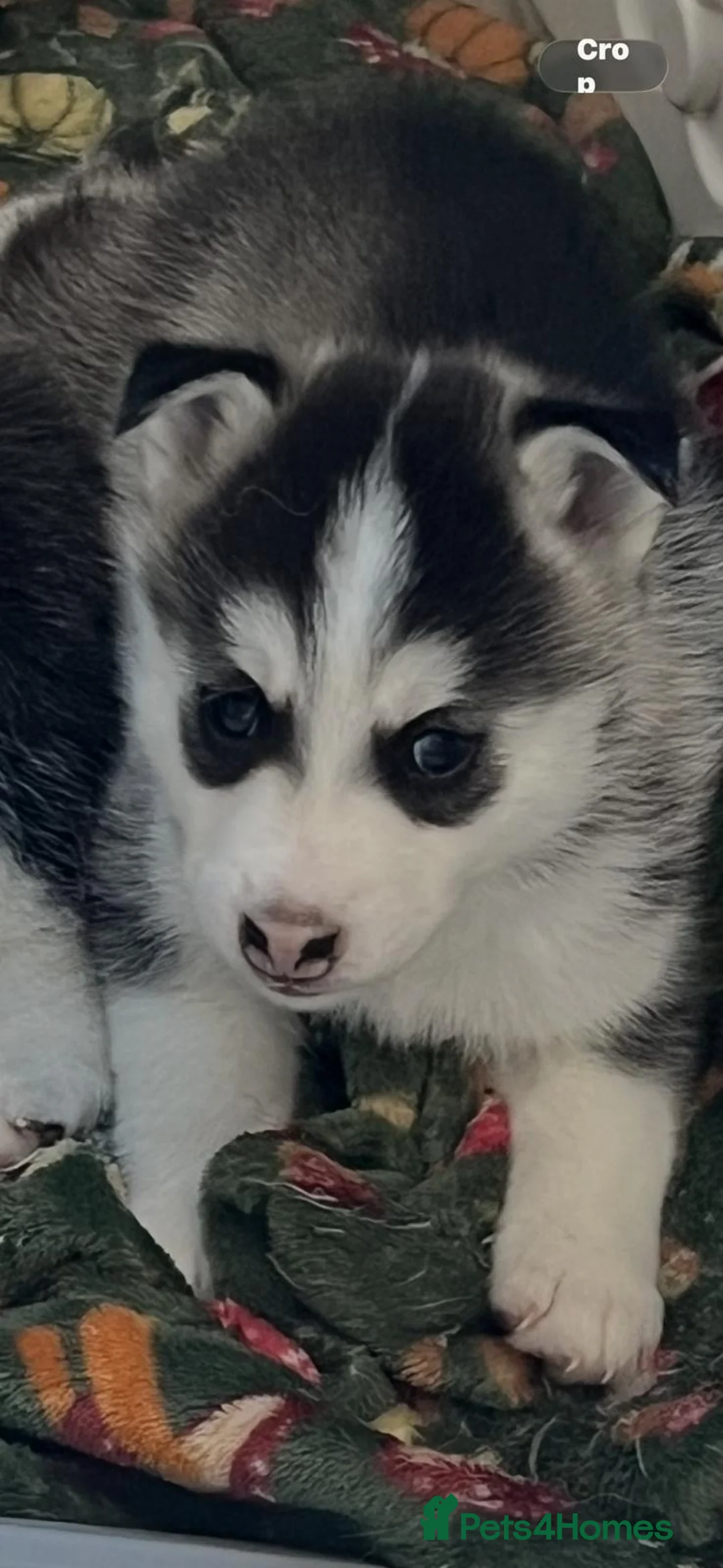 Pomsky dogs for sale: 3 F3 Pomskies Available  - Advert 5