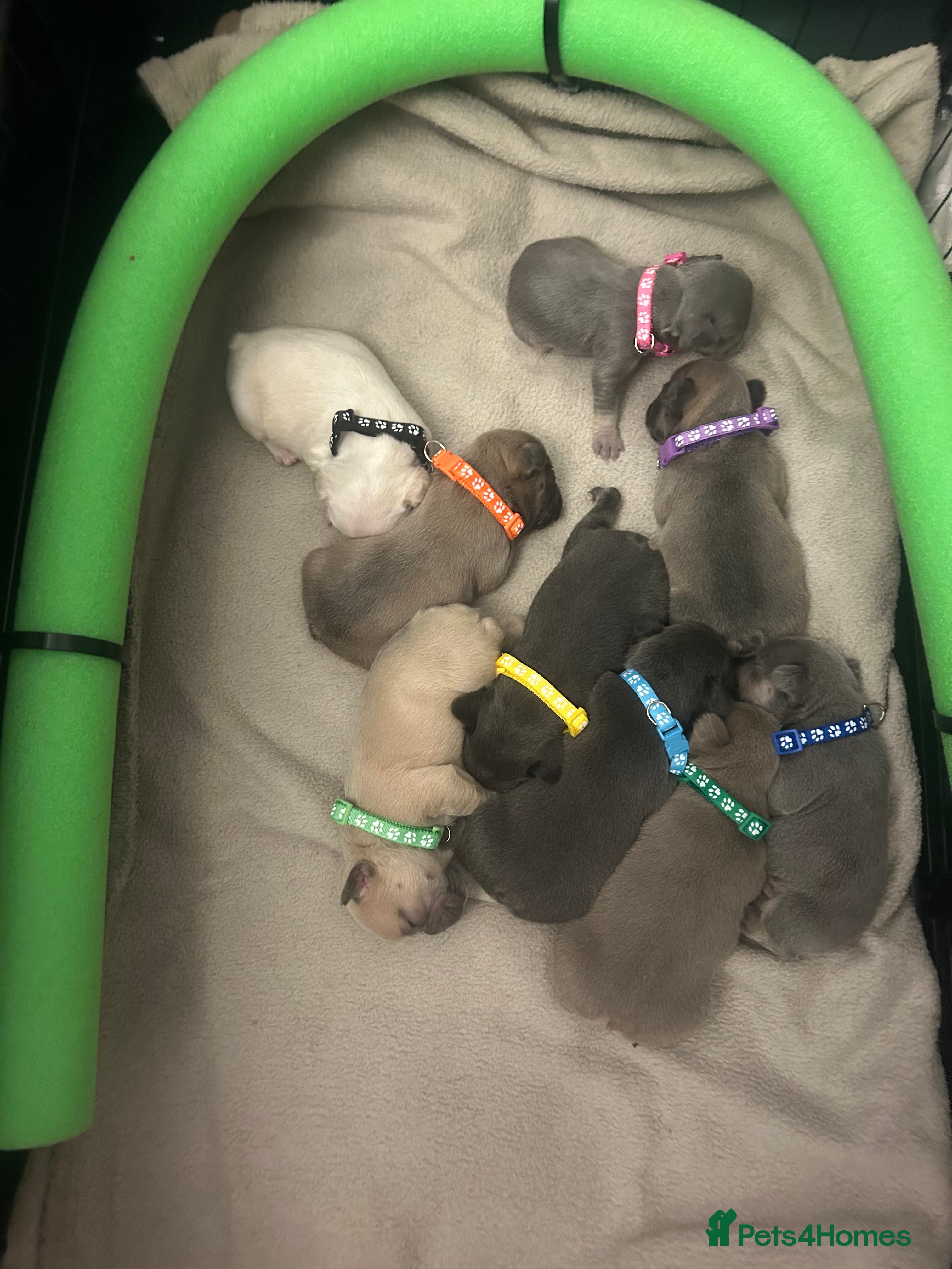 French Bulldog dogs 9 top quality fluffy carrying french bulldogs  - Advert 1