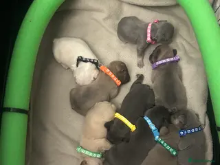 French Bulldog dogs 9 top quality fluffy carrying french bulldogs - Advert 1