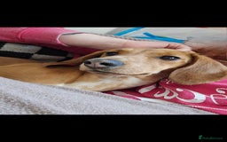 Dachshund dogs for sale: Dachshund  - Image 4