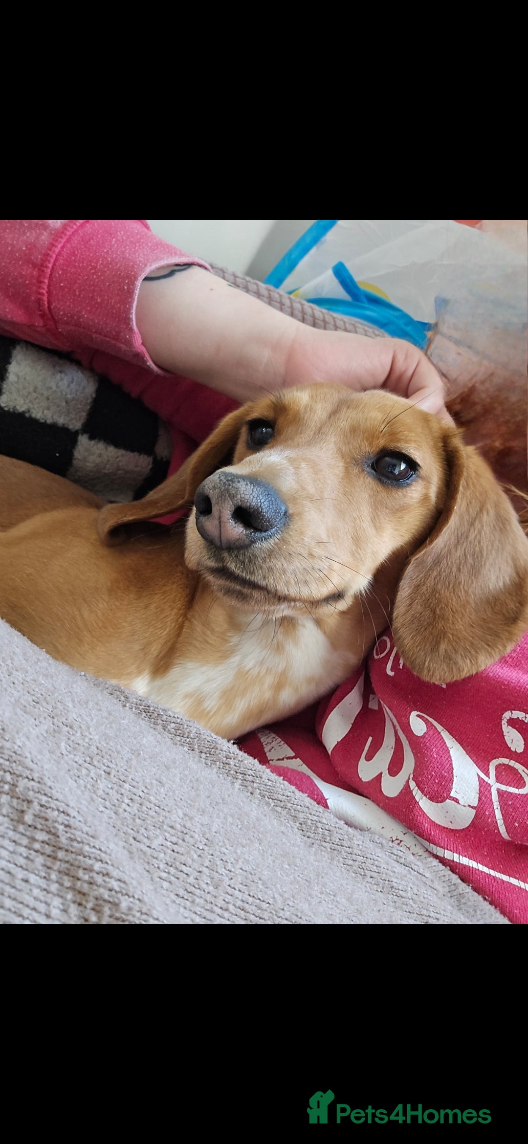Dachshund dogs for sale: Dachshund  - Image 4