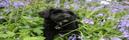 Bordoodle dogs for sale: Intelligent, affectionate, and low-shedding breed - Advert 5