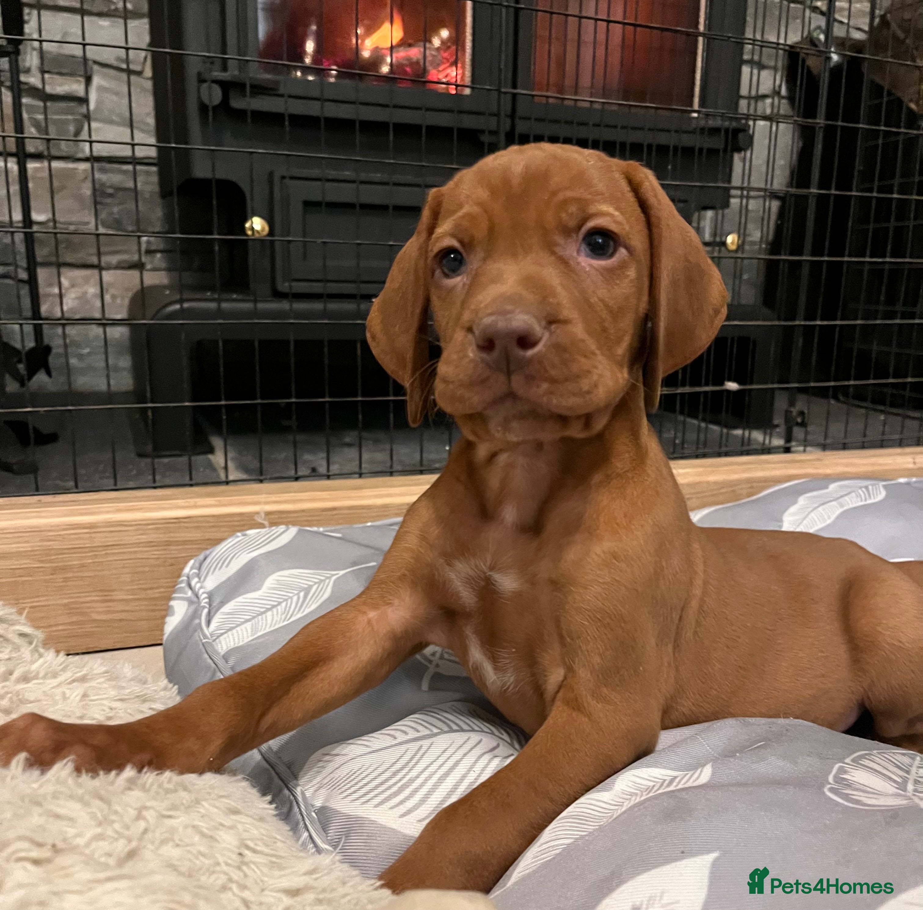 Hungarian Vizsla dogs Beautiful KC Red Hungarian Vizsla Puppies - Advert 4
