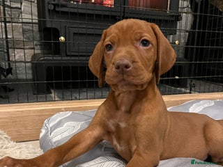 Hungarian Vizsla dogs Beautiful KC Red Hungarian Vizsla Puppies - Advert 4