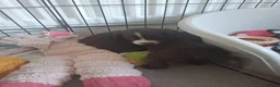 Sprocker dogs for sale: Sprocker pups - Advert 8